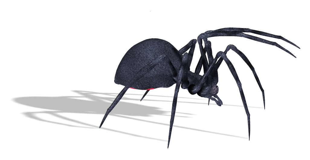 Spider Png Image PNG Image