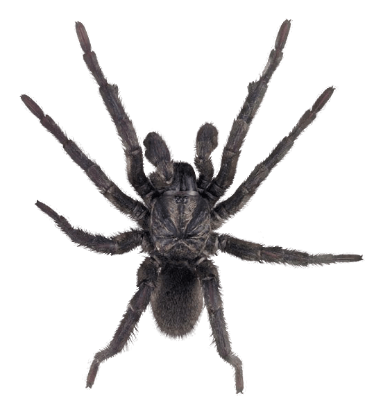 Spider Png Image PNG Image