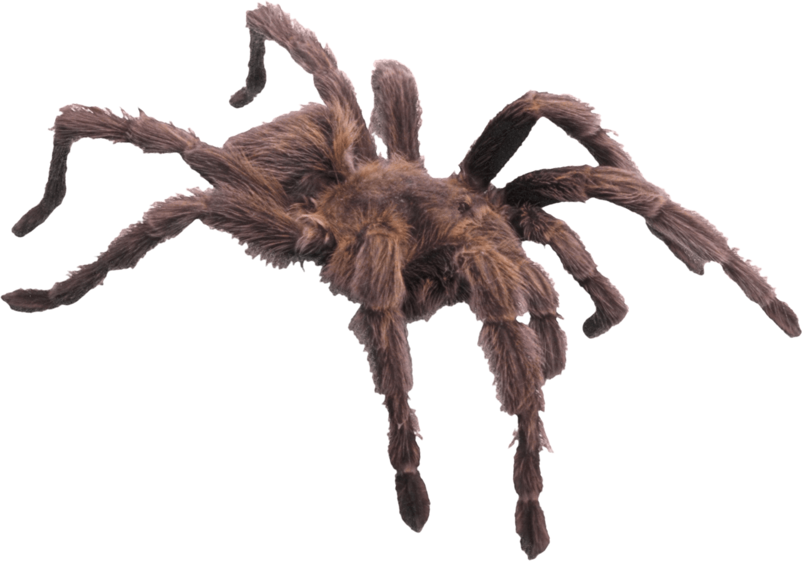 Spider Picture PNG Image