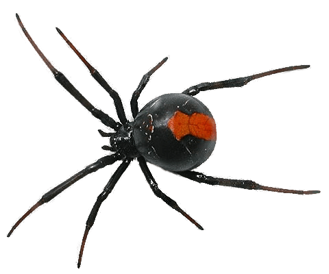 Spider Png Image PNG Image