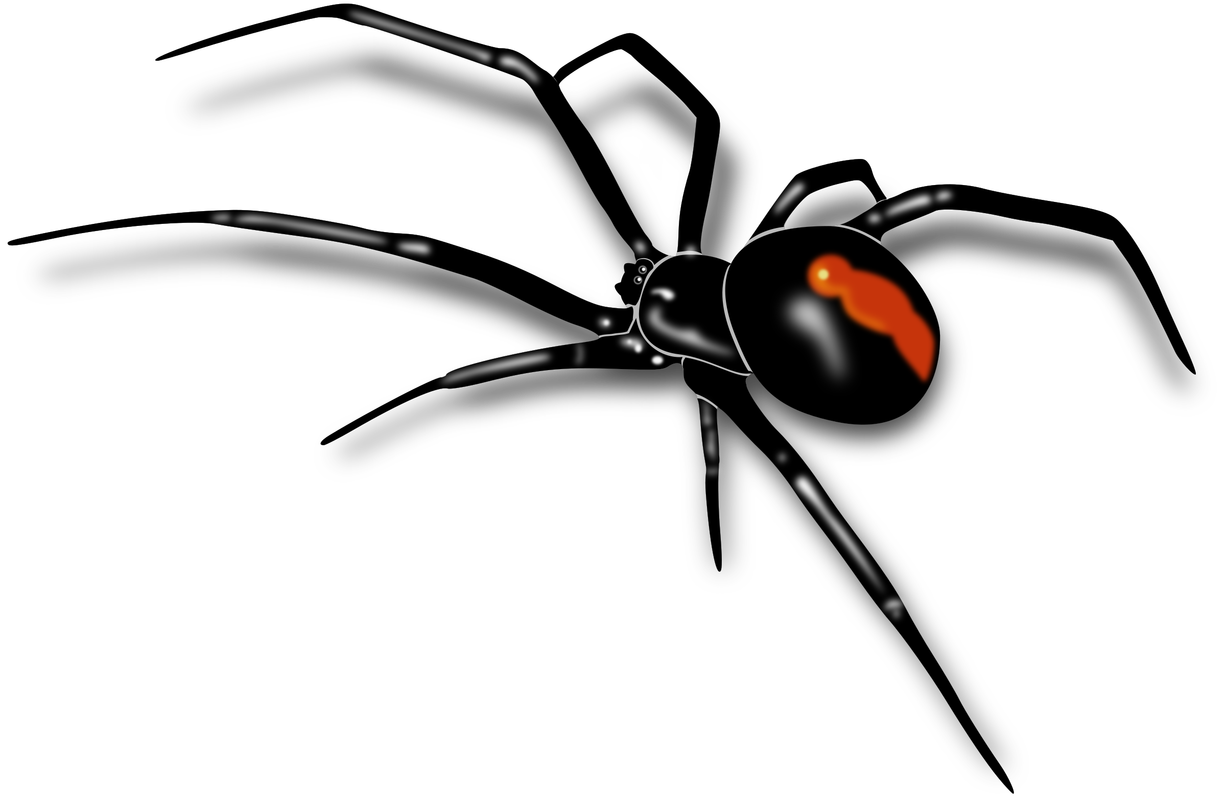 Spider Png PNG Image