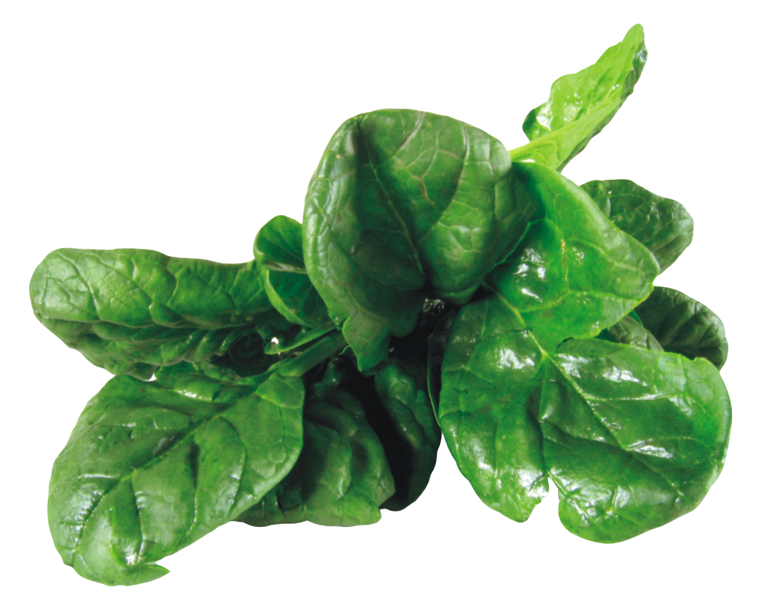 Leaves Green Spinach PNG Free Photo PNG Image
