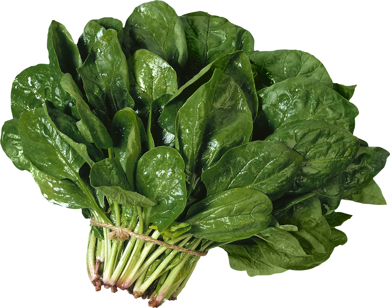 Fresh Chinese Spinach Free Download PNG HQ PNG Image