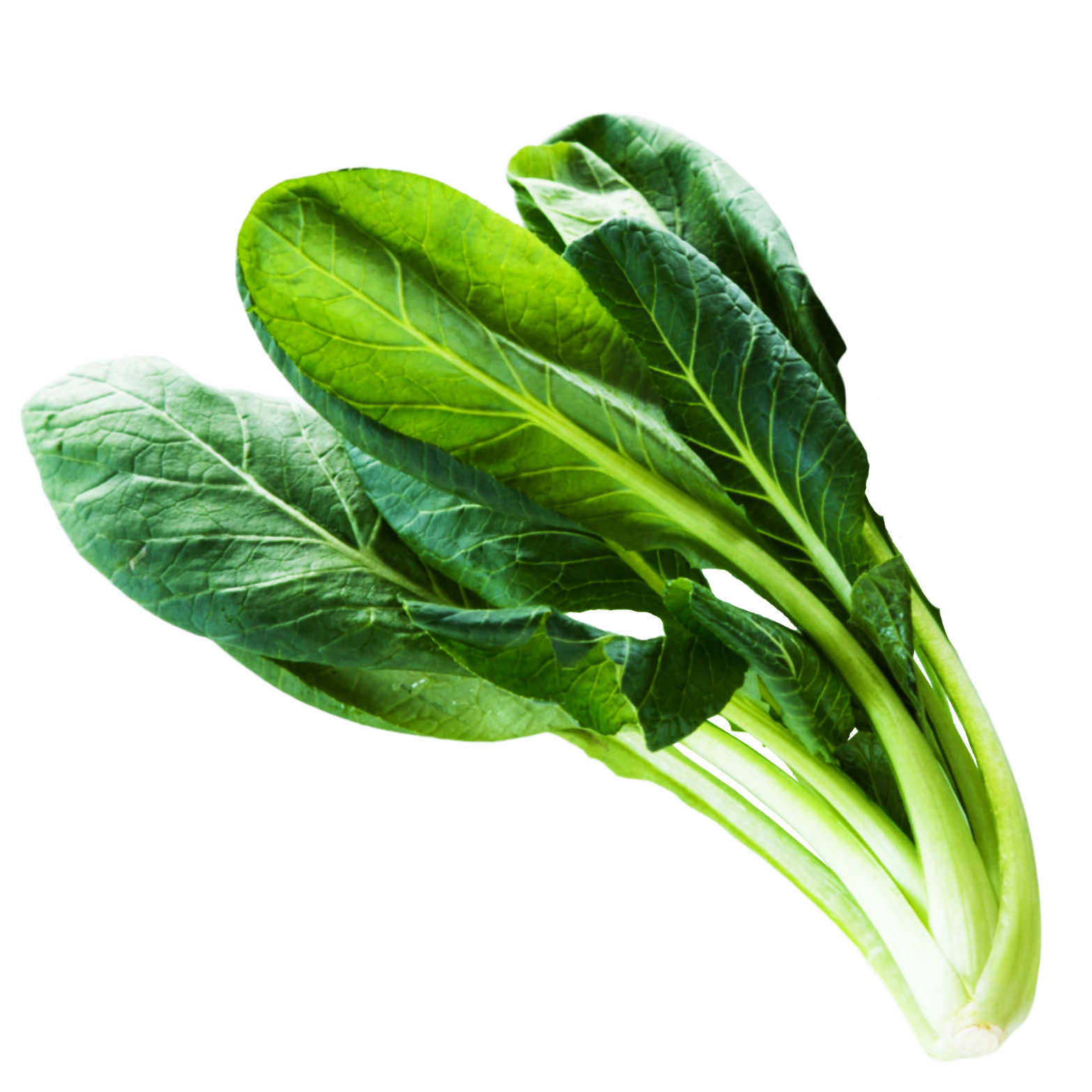 Fresh Chinese Spinach Free Download Image PNG Image