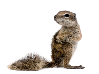 Squirrel Free Download Png PNG Image