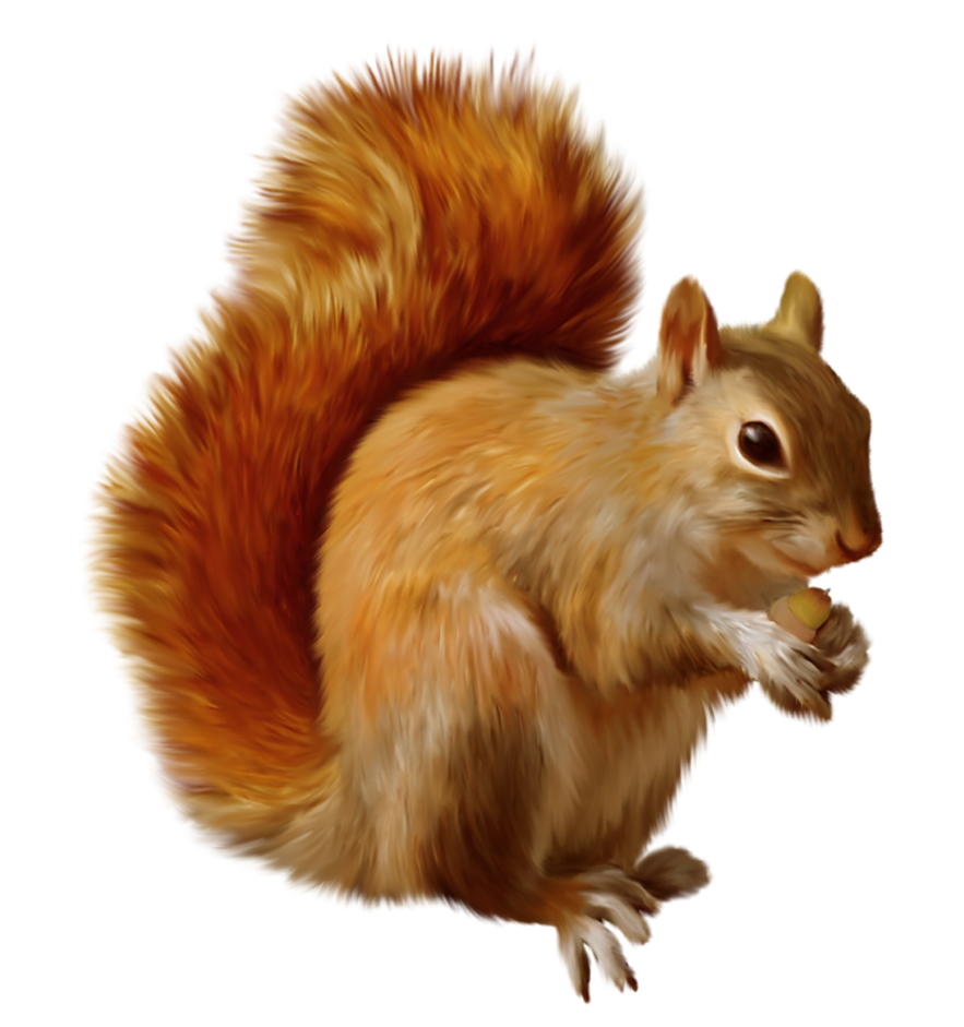 Squirrel Png Clipart PNG Image