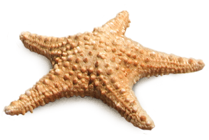 Starfish Png PNG Image