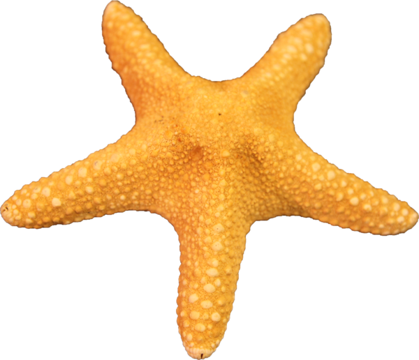 Starfish Free Png Image PNG Image