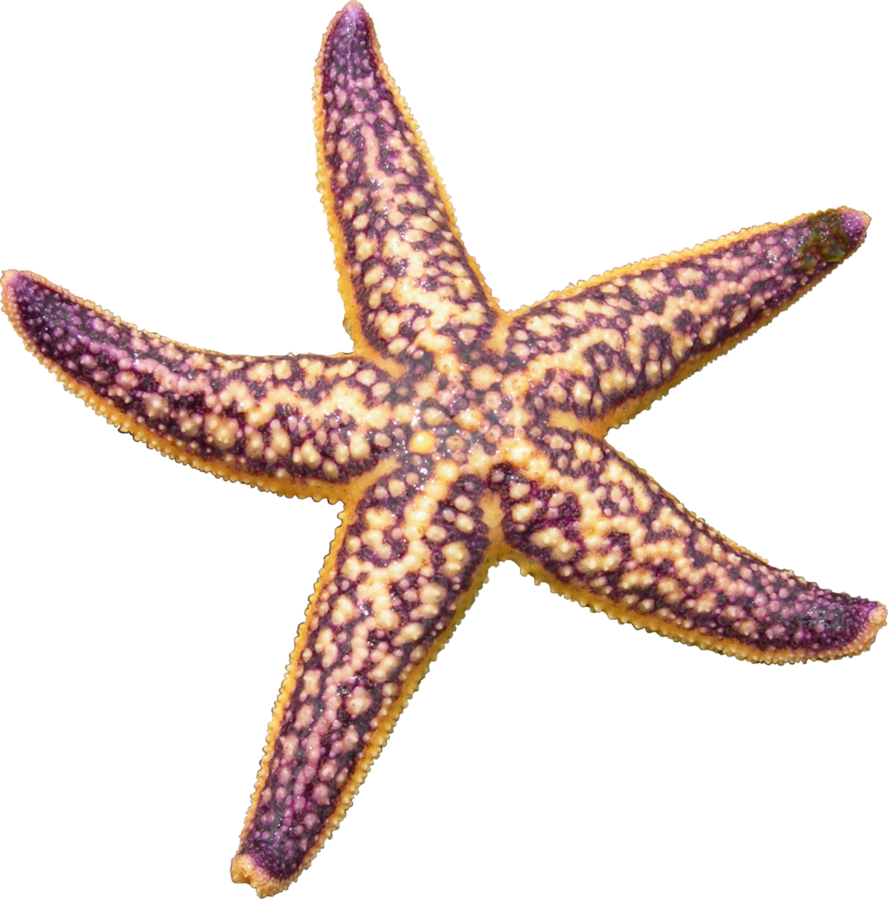 Starfish Png Picture PNG Image