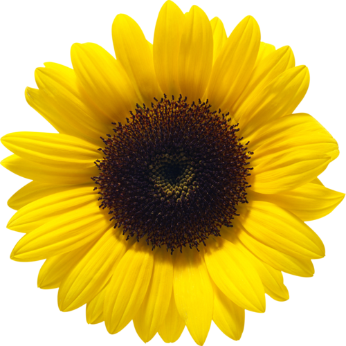 Sunflower File PNG Image
