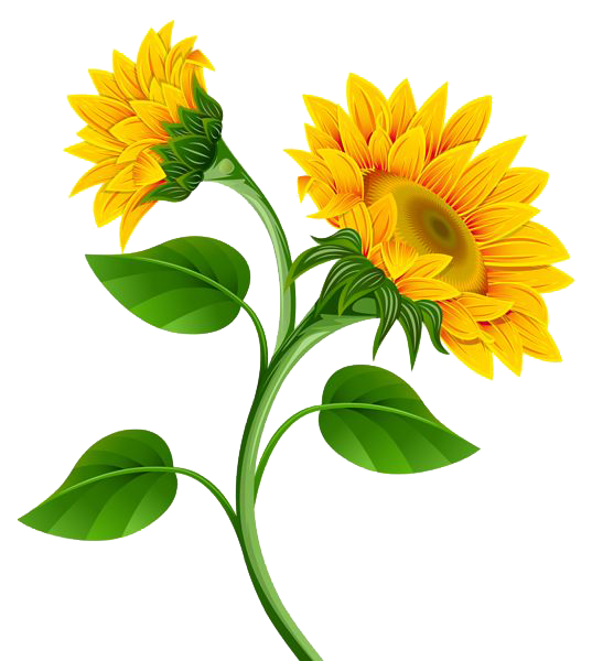 Sunflower Photo PNG Image