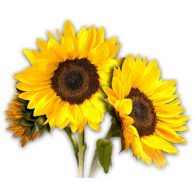 Sunflower Photos PNG Image