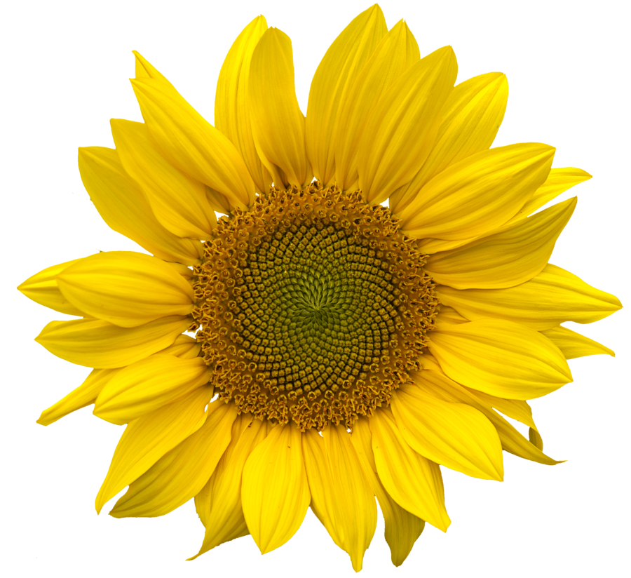 Sunflower PNG Image