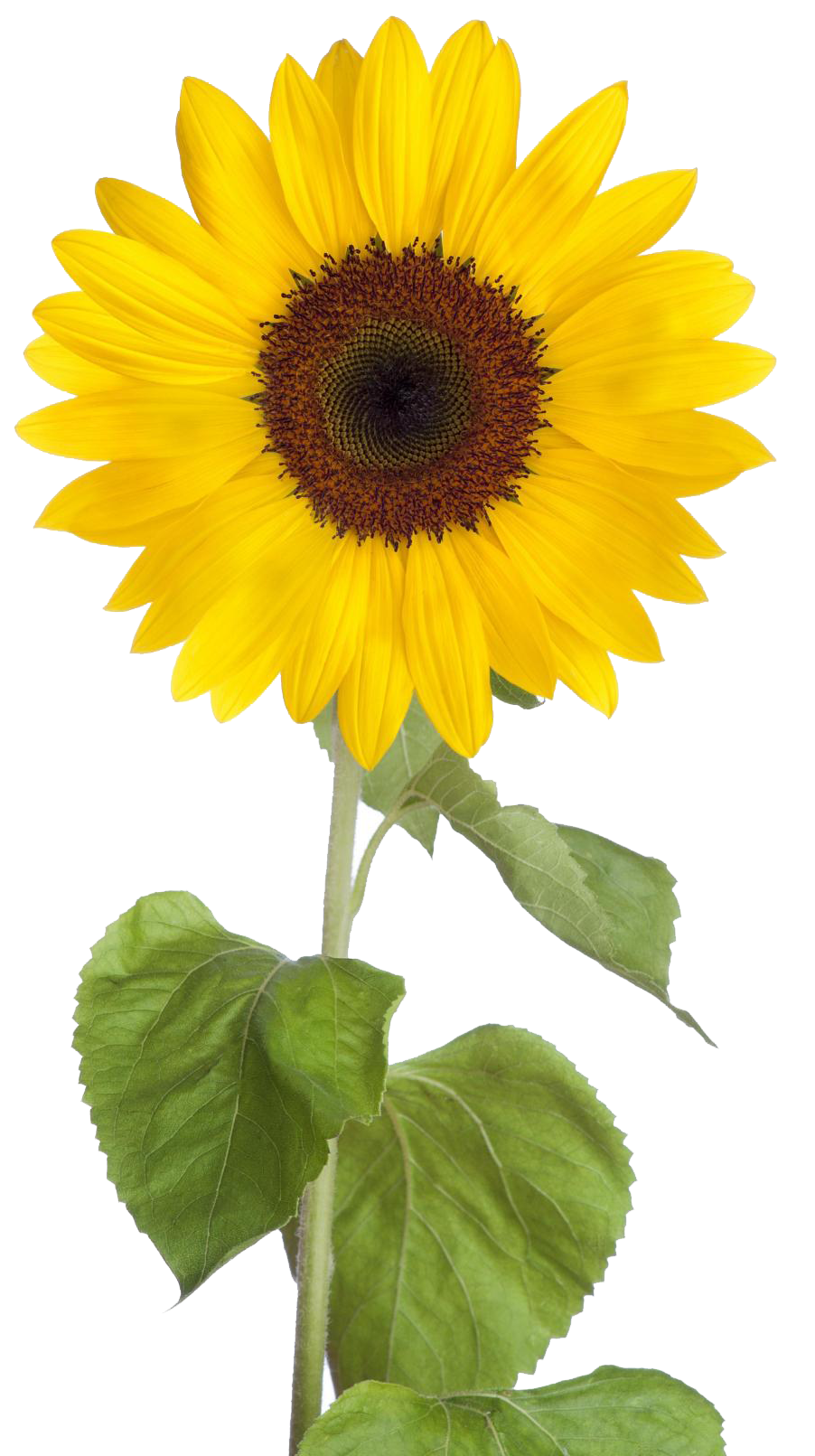 Sunflower Free Download PNG Image