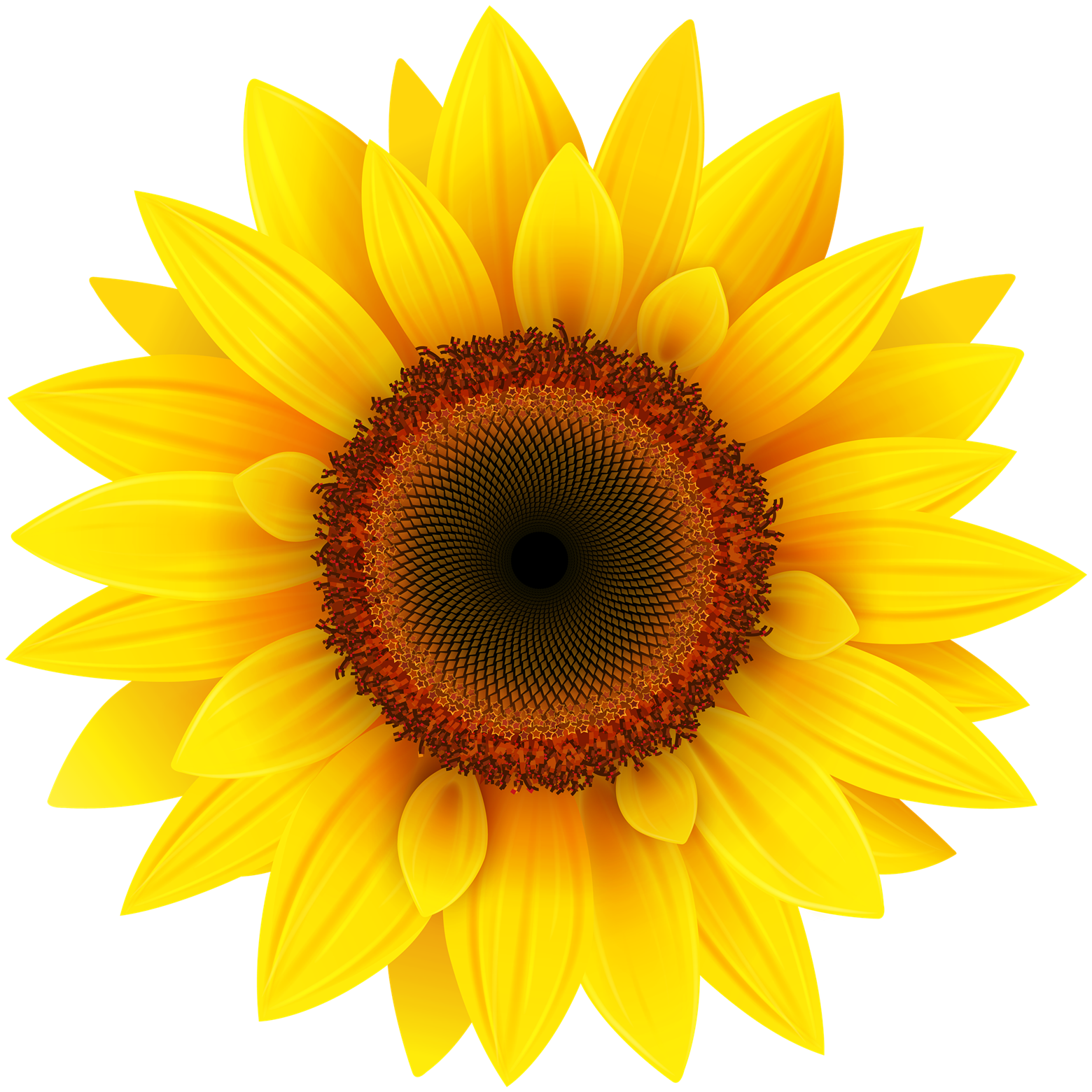 Download Sunflower Transparent Image HQ PNG Image | FreePNGImg
