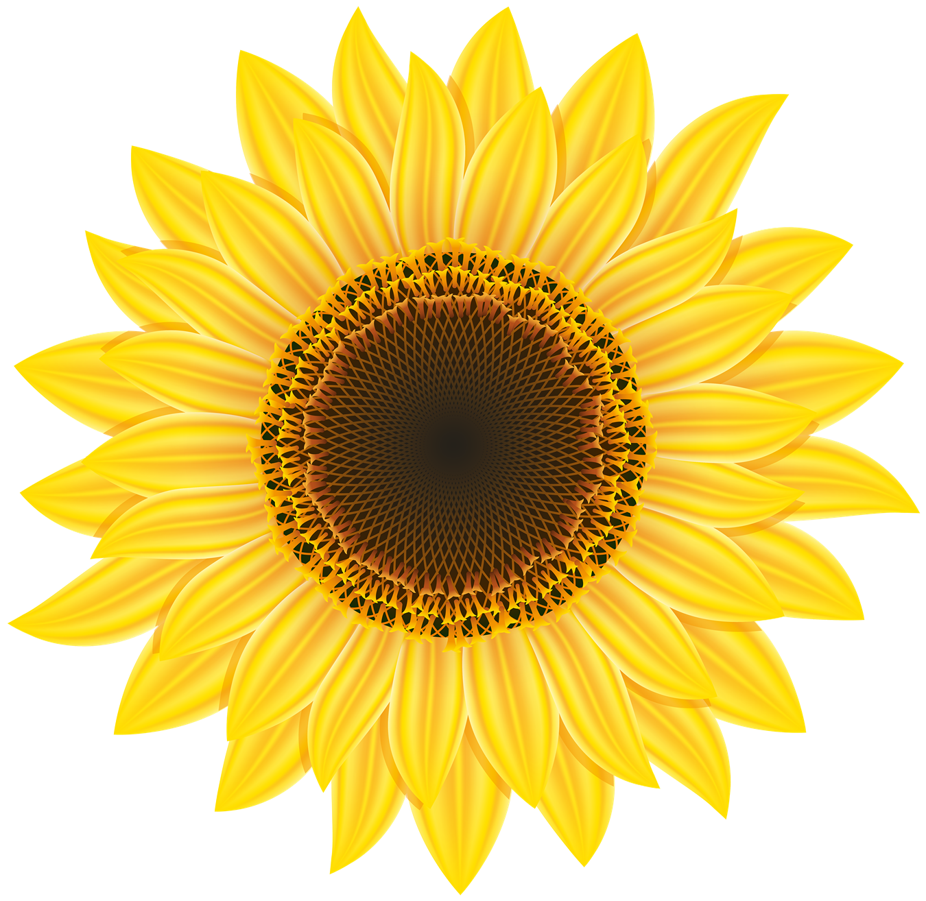 Sunflower Image PNG Image