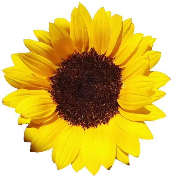 Sunflowers Free Png Image PNG Image