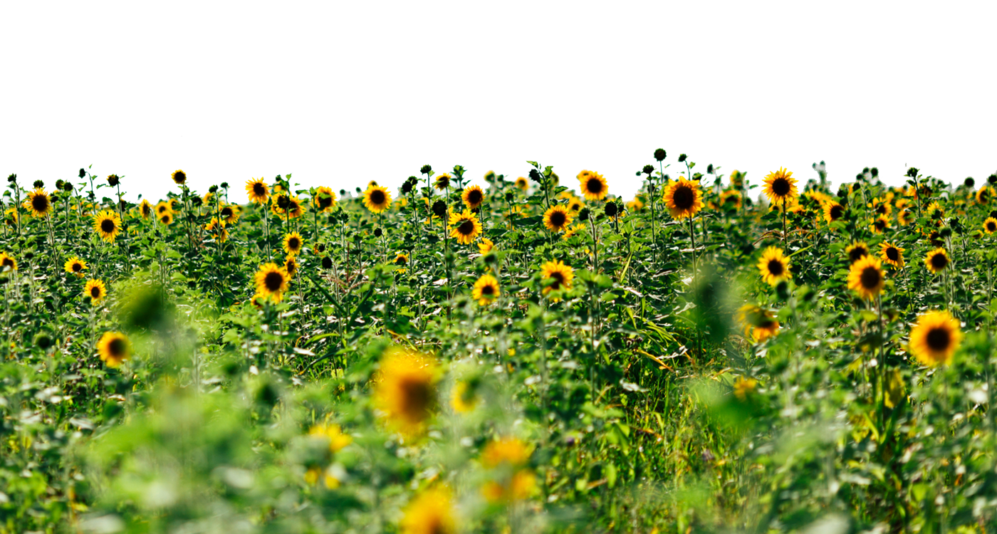 Sunflowers Picture PNG Image