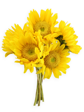 Sunflowers Png PNG Image