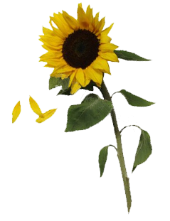 Sunflowers Free Download Png PNG Image
