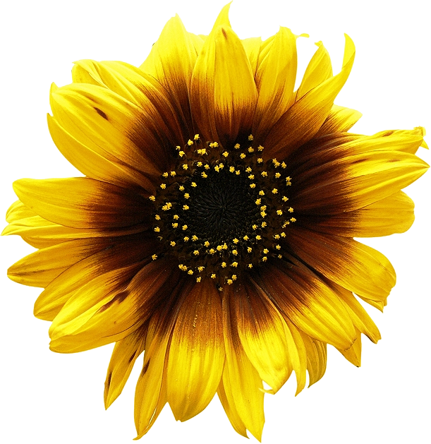 Sunflowers Png Picture PNG Image