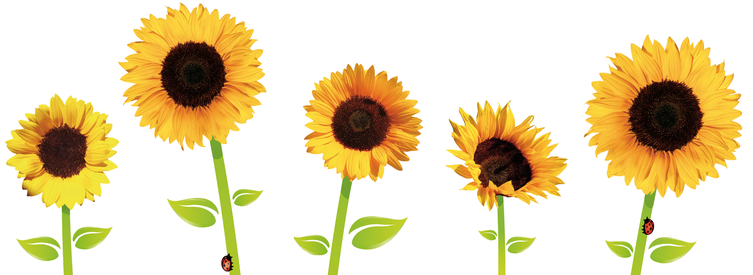 Sunflowers Transparent PNG Image