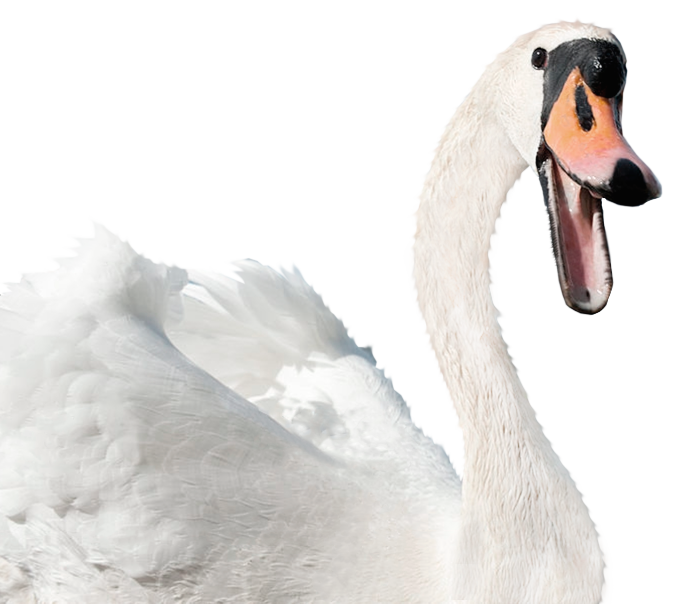 White Swan Free HD Image PNG Image