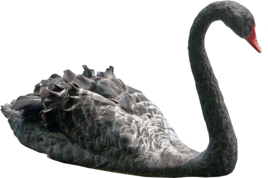 Swan Picture PNG Image