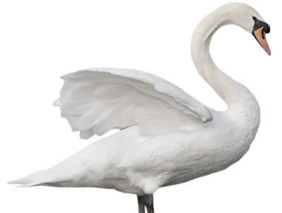 Swan Transparent Image PNG Image