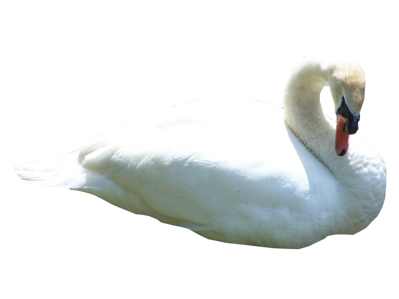 Swan Transparent PNG Image