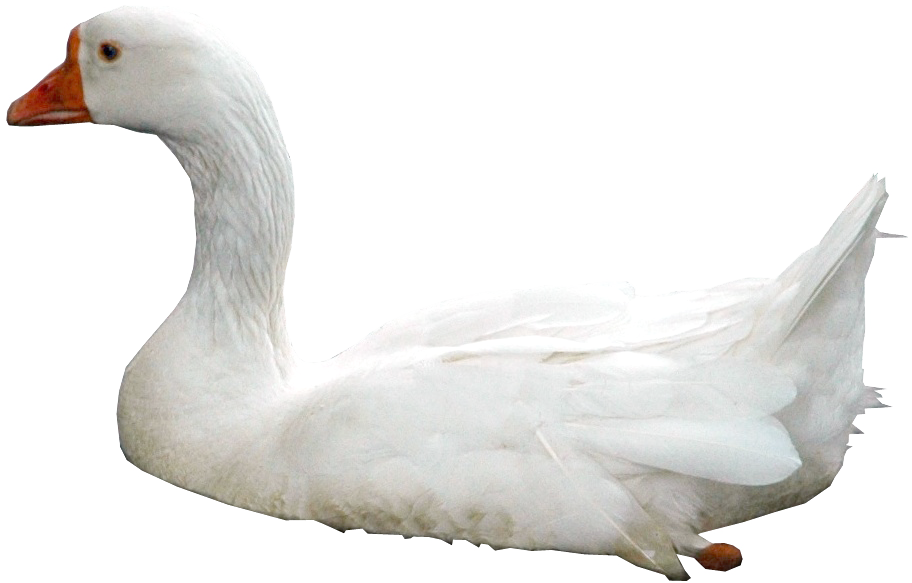 Swan Photos PNG Image