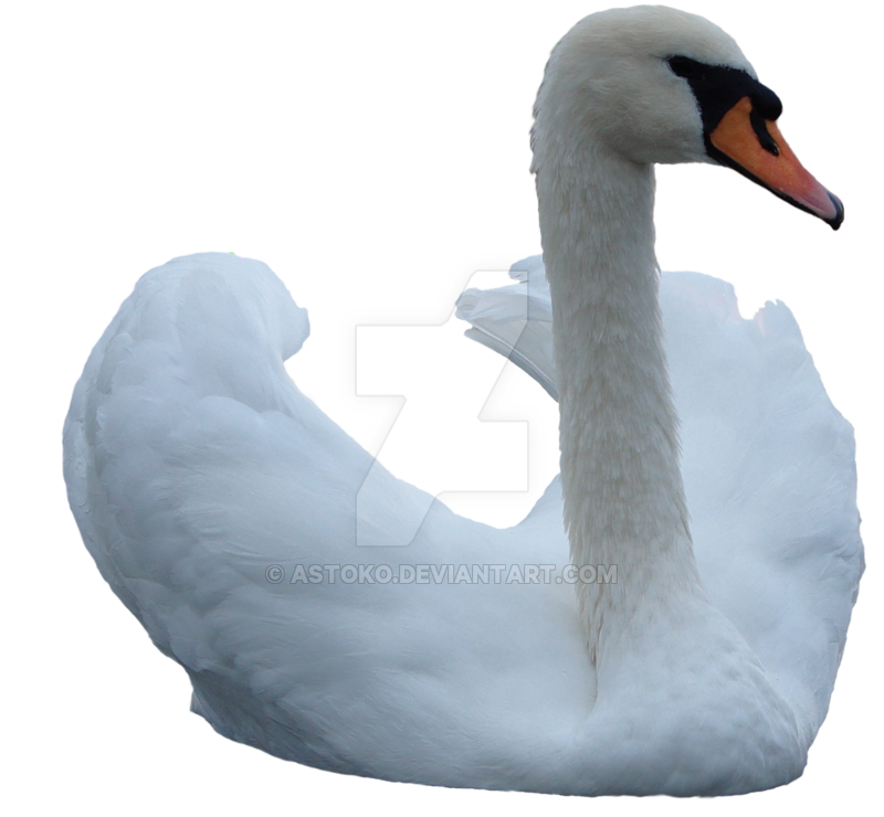 Swan Image PNG Image