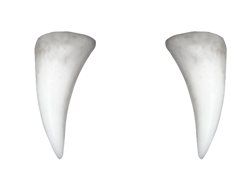 White Tooth Free Clipart HQ PNG Image