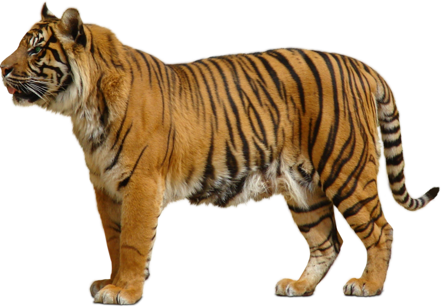Tiger Free Download Png PNG Image