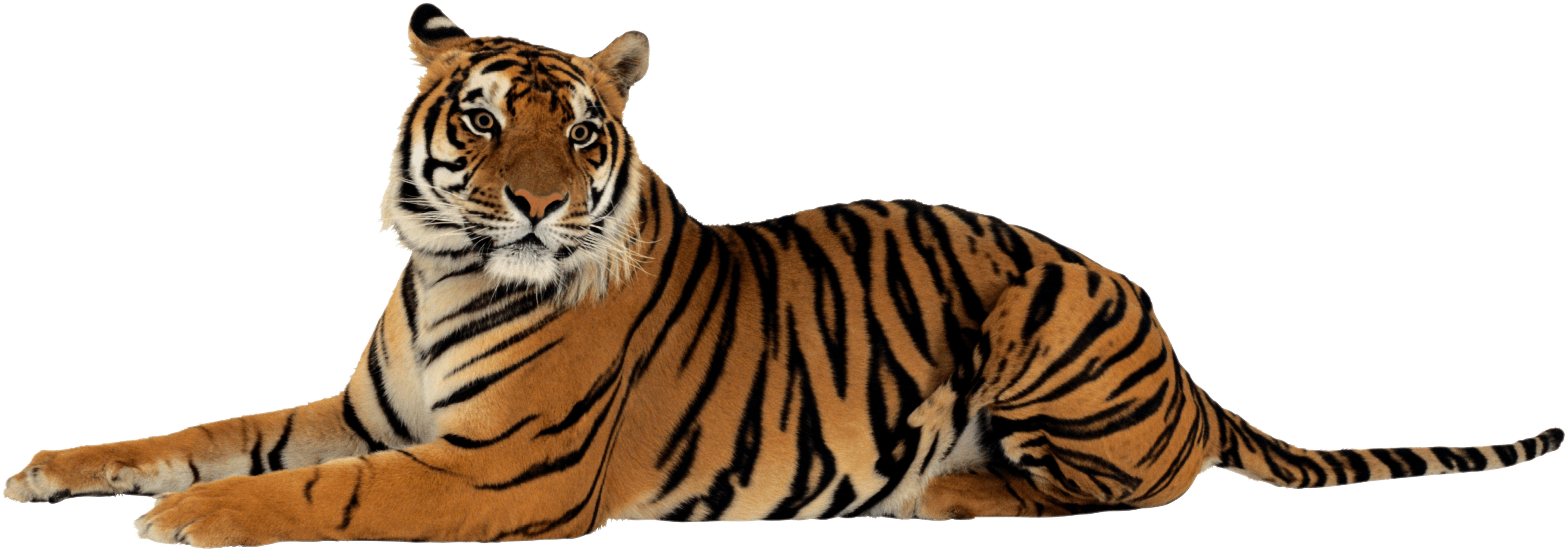 Download Tiger Png Image Download Tigers Hq Png Image Freepngimg