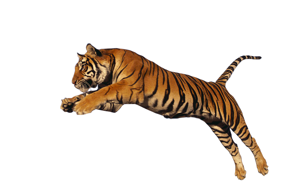 Tiger Png Hd PNG Image