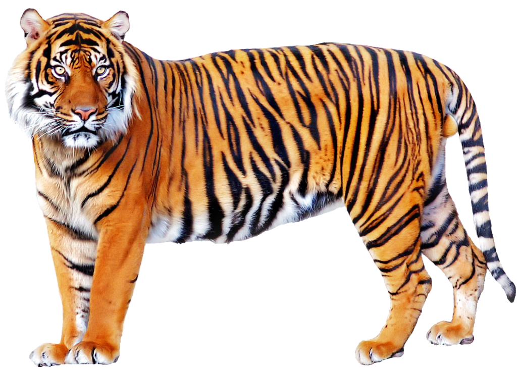 Png image format