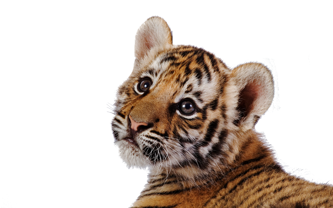 Tiger Transparent PNG Image