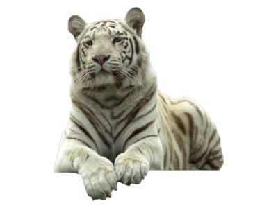 White Tiger Image PNG Image