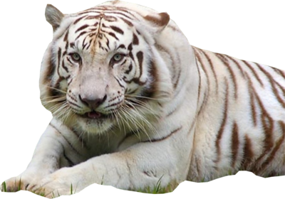White Tiger File PNG Image