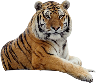 Tiger Free Png Image PNG Image