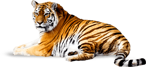 Tiger Png Image Download Tigers PNG Image