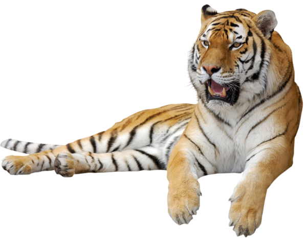 Tiger Png Picture PNG Image