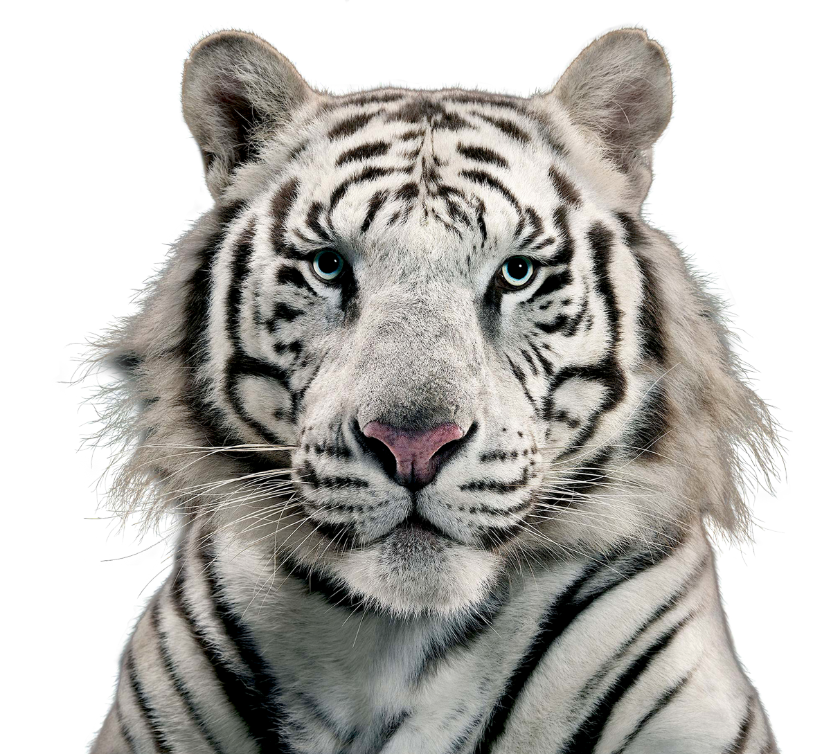 Download Snout Wildlife Siberian Cat Tiger White HQ PNG ...