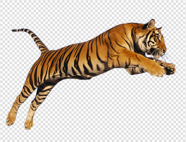 Tiger Download Png PNG Image