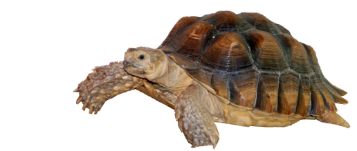 Tortoise Free Png Image PNG Image