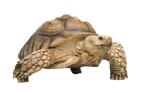 Tortoise Free Download Png PNG Image
