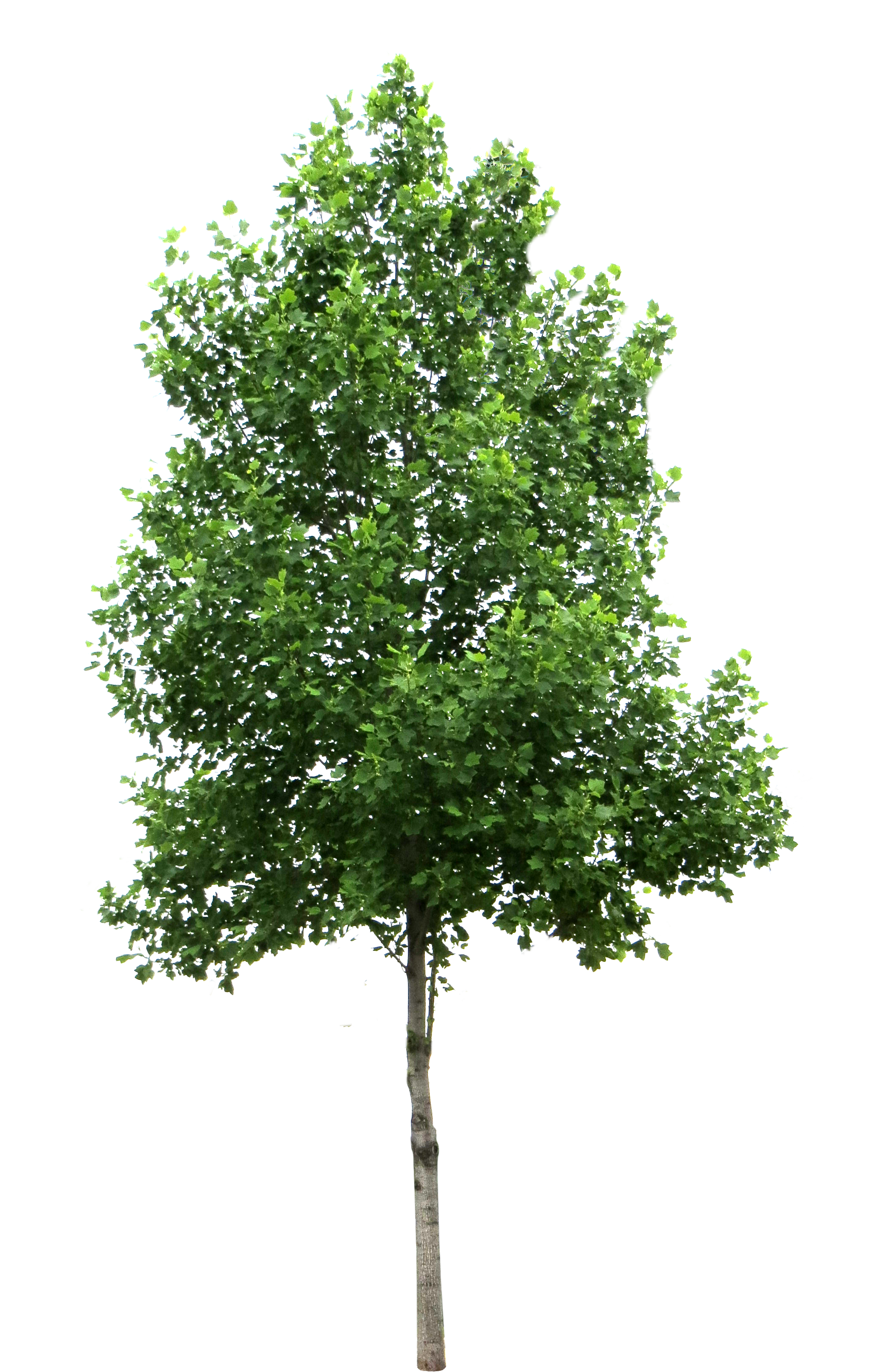 Tree Picture PNG Image