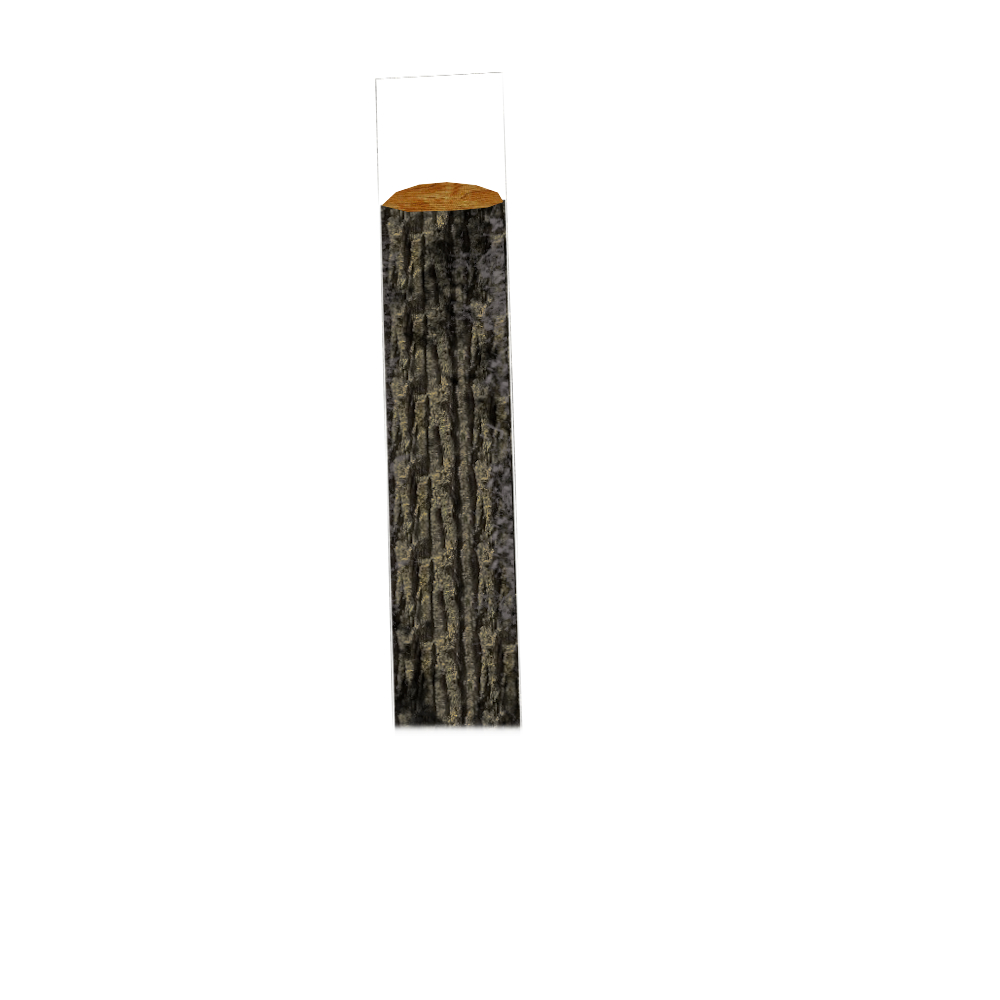 Tree Trunk PNG Image High Quality PNG Image