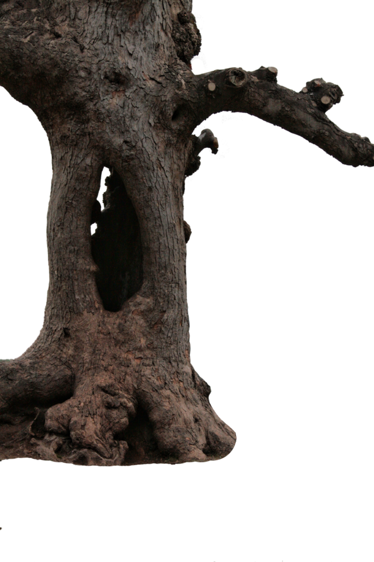 Tree Branch Trunk Download HD PNG Image